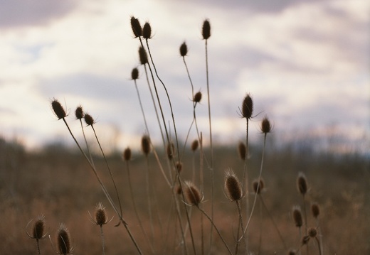 The Bluegrass, early winter and early spring